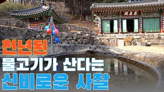 Yongcheonsa Temple in Cheongdo, Korea, home to thousand-year-old fish?