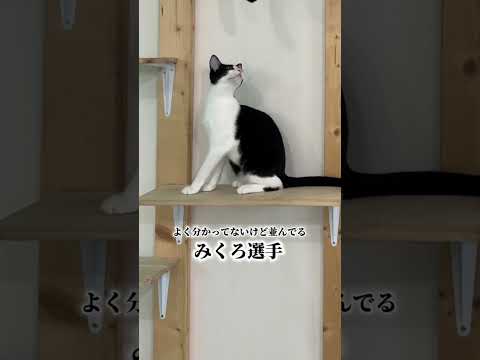 そらVSみしろ選手。#保護猫