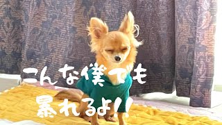 チワワが大暴れ！深夜の乱痴気騒ぎおもしろ動画＃shorts