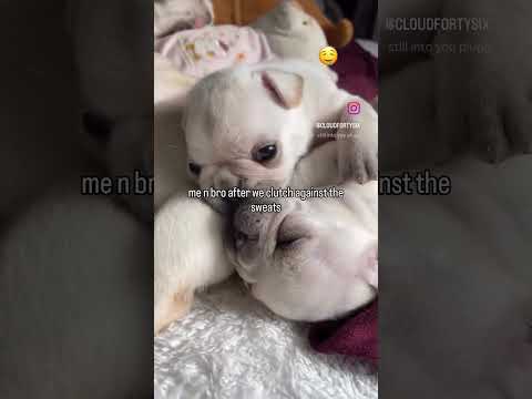 the pibbles are going crazy #pibble #funny #shorts