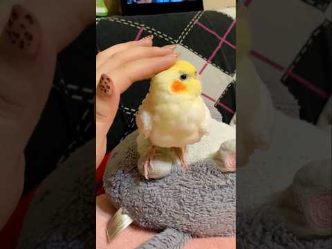 Cute Cockatiel Caresses 🥰 #cockatielscraze #cutepets #cockatiel