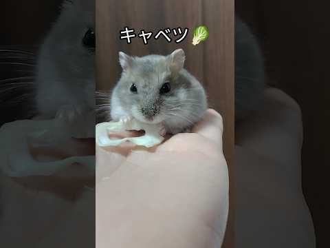 キャベツ大好きハムスター（ピク）#ハムスター #hamsters #可愛い#癒し#キャベツ#おやつ#ハムスターのいる生活