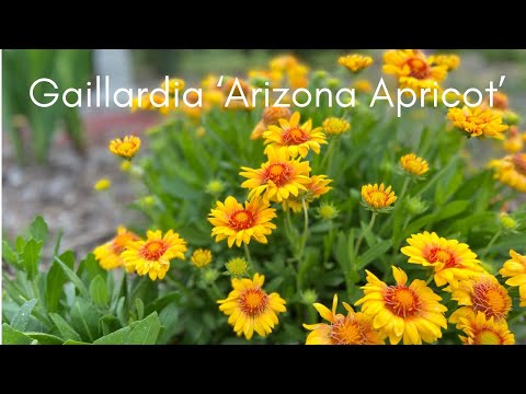 Gaillardia ‘Arizona Apricot’ //Blanket Flower