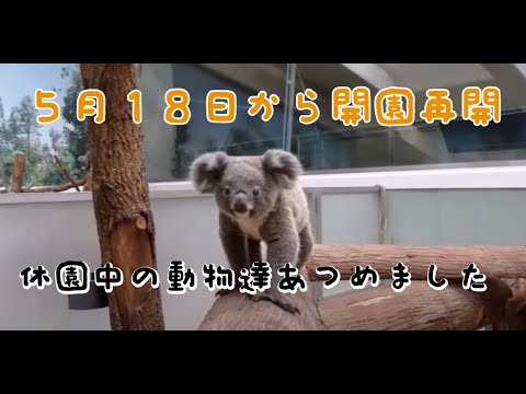 休園中の動物達あつめました