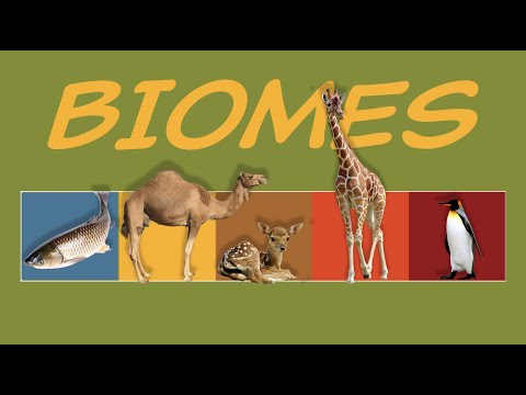 What is a BIOME? Nature's neighborhoods! 🌎 Ecology & Environment