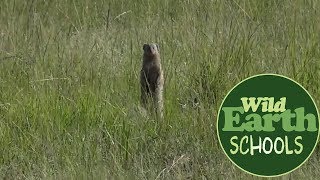 Moment of the Week: A Business of Banded Mongoose Scurry Across the Mara Plains