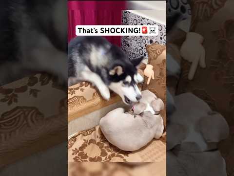 Stop This Attack pitbull vs husky 🚨☠️ #shorts #husky #dog #pitbull | Review reloaded