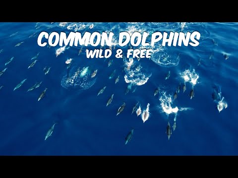 Dolphins Wild and Free in Glassy Seas off Dana Point, California 🐬