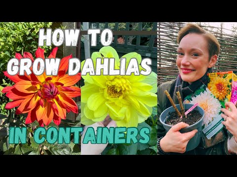 HOW TO GROW DAHLIAS IN POTS - WAKING UP MY DAHLIAS AND MY DAHLIA CHOICES THIS YEAR