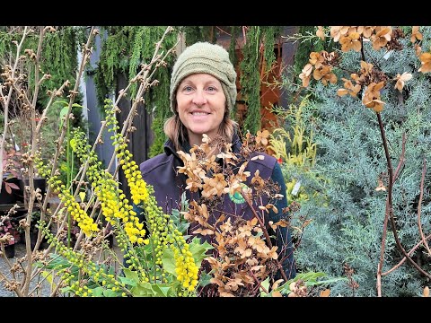 Plants for Winter Interest