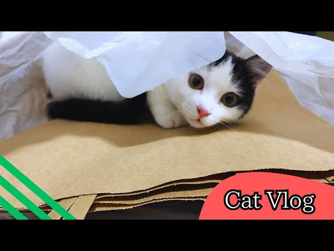 【猫Vlog😸】猫さん、幼い頃 ～可愛い～ #Vlog #猫動画 #可愛い猫 #保護猫