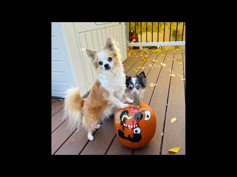 Bella creates her Halloween pumpkin! Fun dog enrichment! 🎃