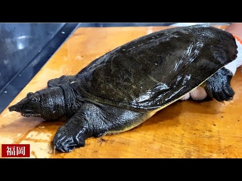 The handling of the soft-shelled turtle is amazing! Japanese restaurant