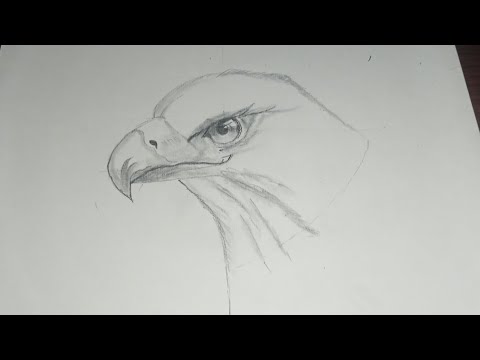 how to draw an eagle | drawing of eagle