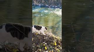 #relaxing #meditationmusic #cat #ruralwalks #nature #soothingriver #water #animalsinnature