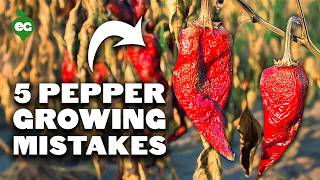 5 Pepper Growing Mistakes to Avoid