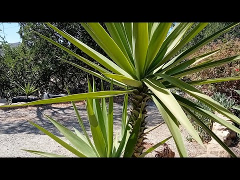 How to grow cuttings from yucca @MavialHomeGarden #plants  #planting  #gardeningtips #garden