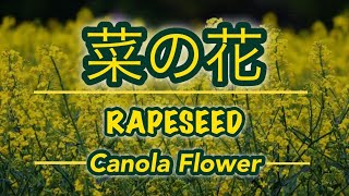 Japanese Rapeseed (Canola Flower)〜菜の花(NanoHana) 菜花-(Nabana)〜Edible Flower || Allee Anne