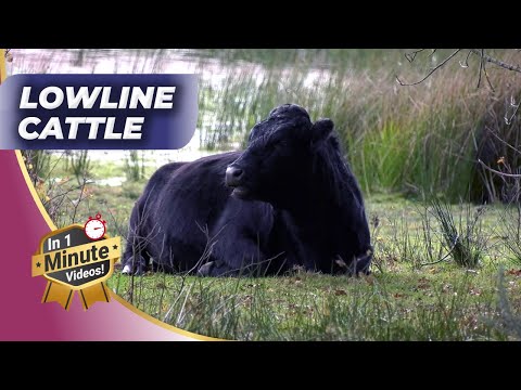 🐮Discover Rise of Lowline Cattle Unleashing Perfect Breed!