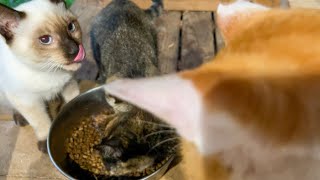 【3匹家族と1匹猫】お皿増やしてくれないかなあ、ご飯待ち猫 #135