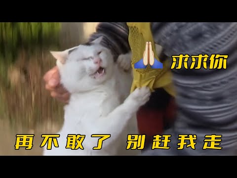 貓咪溜進動物園行竊，還偷吃刺猬的飼料，被抓後無奈打工還債