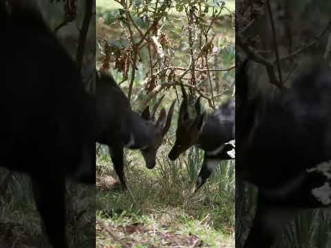 Unfriendly Fight Of Two Menelik Bushbuck Who Wins/Animal Attack Videos/Animal Fight To Death Video