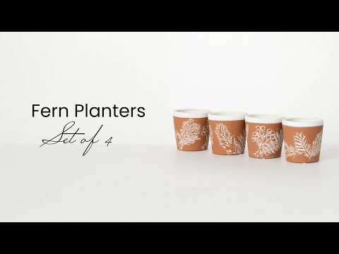 Terracotta Fern Planters