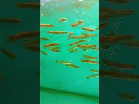 Aquarium ❤️ #shortvideo #aquarium #shortsvideo #supportme #subscribe