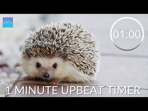 Countdown Timer 1 Minute With Music - ⏲ UPBEAT music - 🦔 Hedgehogs - pack up time music