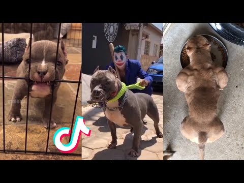 Pitbulls are Badass and Cute - Tiktok Compilation! #4