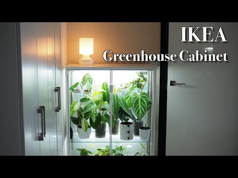 IKEAの簡易温室をアンスリウムで埋める｜Greenhouse Cabinet｜RUDSTA