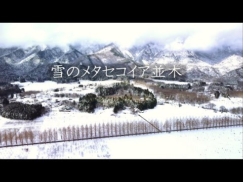 メタセコイア並木　冬の雪景色