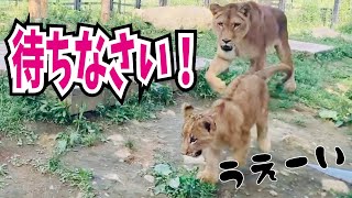 ライオンキッズがエリアデビュー！心配するママライオンの反応