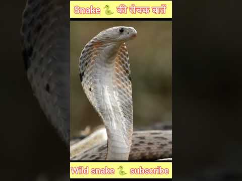 #youtubeshorts :#viralvideo #snake #nagin #animals #facts #rhinocerous