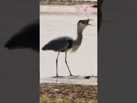 Grey Heron feeds on Big Fish