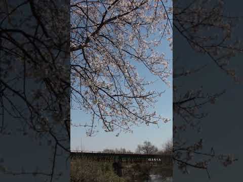 樽見鉄道　桜と鉄橋 #鉄道