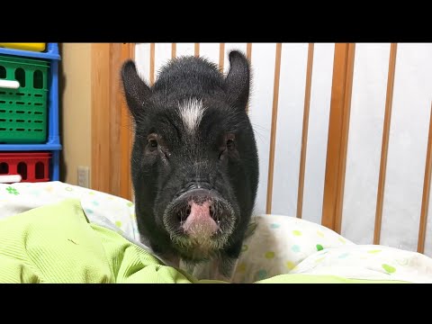 A pig having a surprisingly good time without dad.