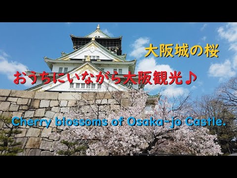 【大阪観光】大阪城の桜、天守閣でお花見したつもり♪【Cherry blossoms of Osaka-jo Castle.】