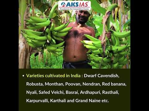 Banana Cultivation #aksias #upsc #currentaffairs #BananaCultivation #iascoaching