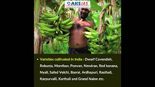 Banana Cultivation #aksias #upsc #currentaffairs #BananaCultivation #iascoaching