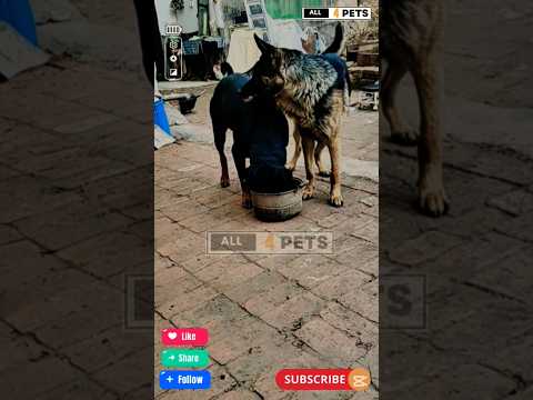 Rottweiler vs Aggressive German Shepherd dog #rottweiler #germanshepherd #youtubeshorts #shorts