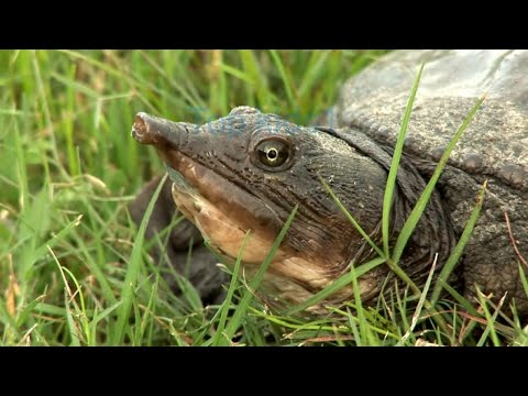 turtle, turtle video  #turtles  #seaanimals #sea