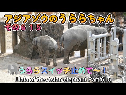 アジアゾウのうららちゃん（６１５）🐘うららスイッチ止めて～！🐘（東山動植物園）Ulala of the Asian elephant Part 615