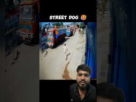 Street Dogs Saved People #shorts #reels