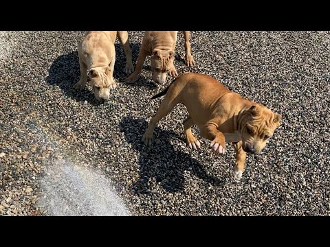 The MINIGANG loves the hose! Most beautiful puppies in the world!