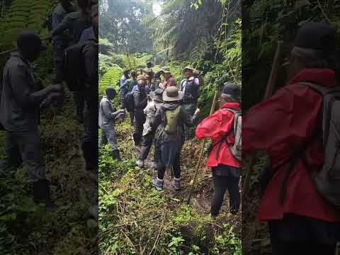 Gorilla trekking at its finest! #GorillaTrekking #BwindiImpenetrableForest #MagicalEncounters