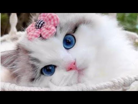 #viralsanidevvideos#viralsanidevmandir#famoussanimandirparikarmabycat😱#trendingsanidevpujabycat😱#143