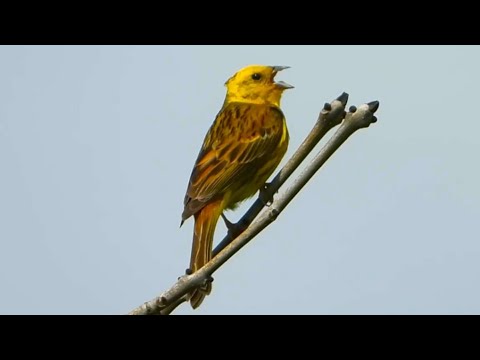 YELLOWHAMMERS Calling ♫ Singing Song - Emberiza citrinella