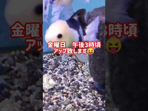 [金魚]　新しくお迎えしました😝気になる方トリートメントの仕方見てね😝#goidfish