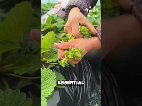 Secrets to Premium Strawberries